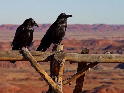 Raven And Crow