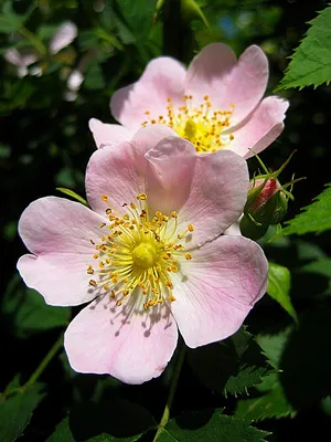 Rosa Canina