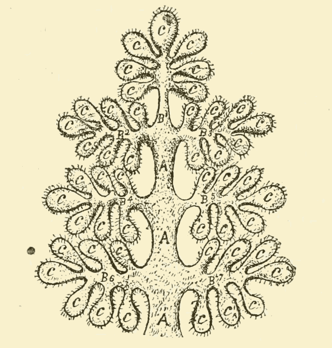 Illustration: Genealogical Tree of the Fifth Root-Race.