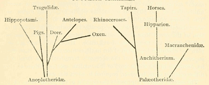 Illustration: Ungulate Mammals