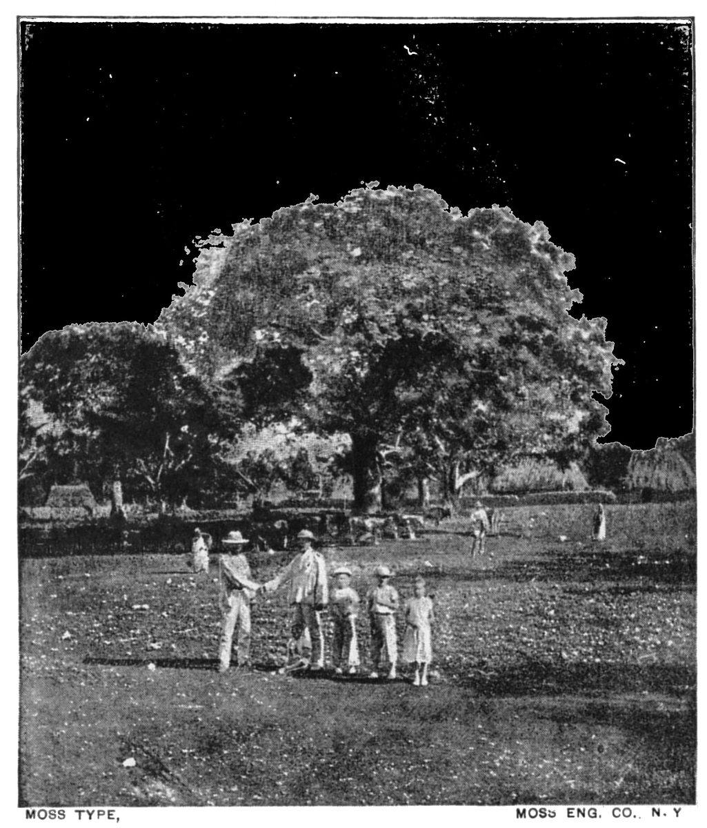 Yaxche, sacred tree of the Mayas