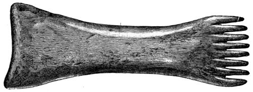Fig. 238.—Long-handled Comb from the Broch of Burrian (4¼ inches in length).