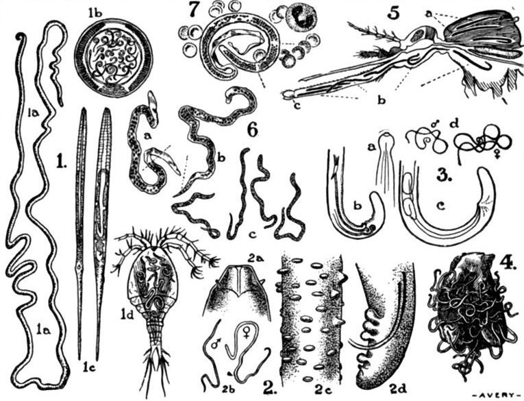 Line drawings of some filarial worms.