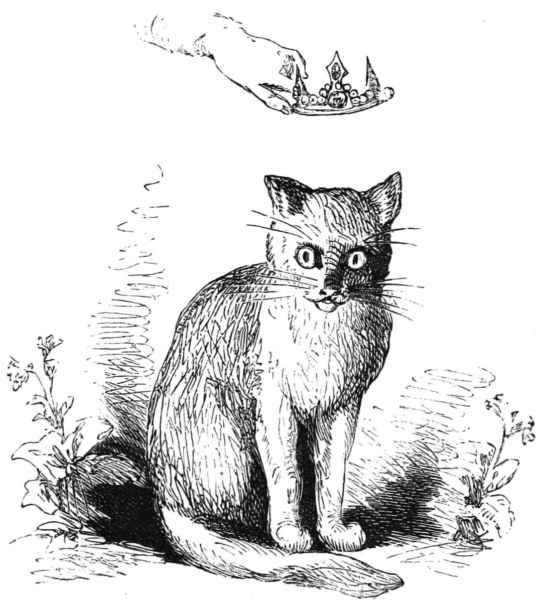 The Gray Cat being crowned